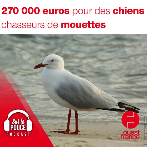 7 décembre 2021 - 270 000 euros pour des chiens chasseurs de mouettes