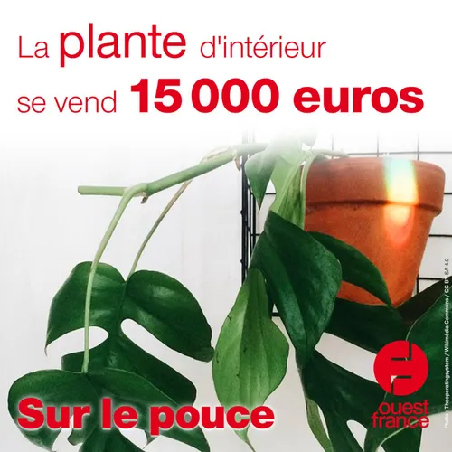 15 juin 2021 - La plante d'intérieur se vend 15 000 euros