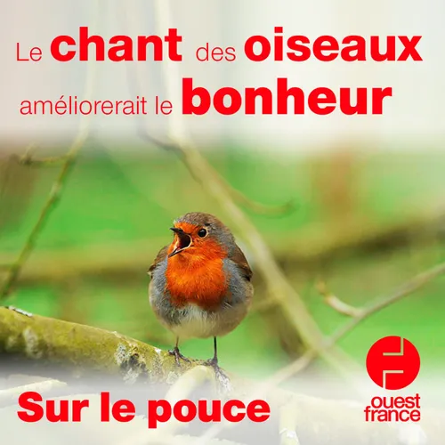 15 avril 2021 - Le chant des oiseaux améliorerait le bonheur
