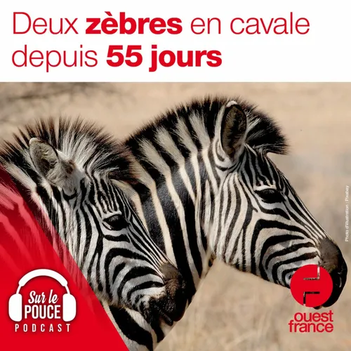 Vendredi 22 octobre 2021 - Deux zèbres en cavale depuis 55 jours