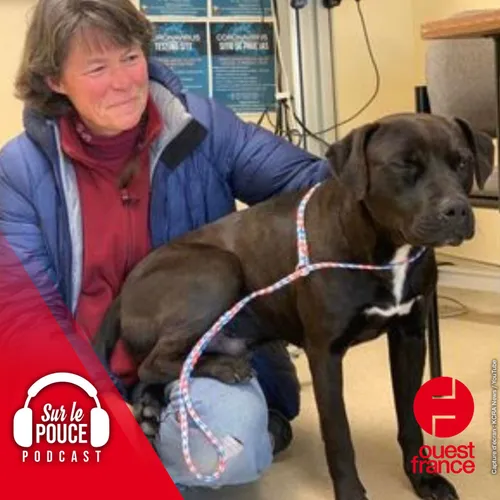 11 Janvier 2022 - Un chien retrouvé vivant sous 1,50 mètre de neige