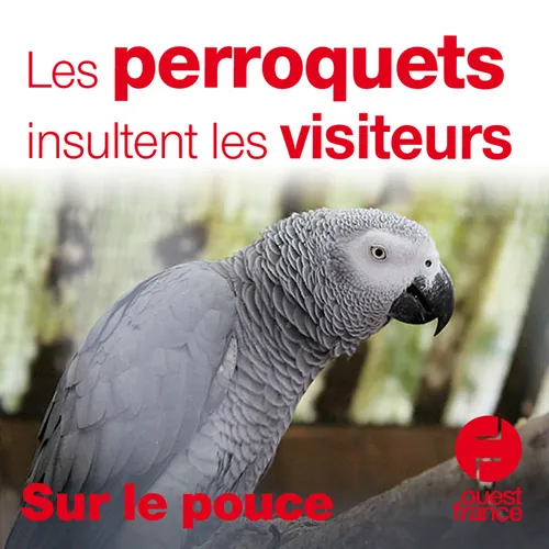 30 septembre 2020 - Les perroquets insultent les visiteurs