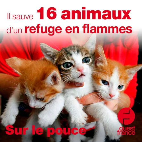 28 décembre 2020 - Il sauve 16 animaux d'un refuge en flammes