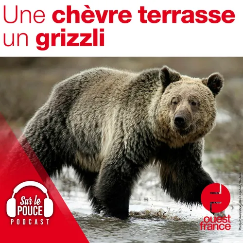 21 septembre 2021 - Une chèvre terrasse un grizzli
