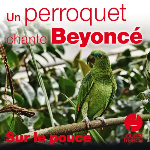 2 septembre 2020 - Un perroquet chante Beyoncé