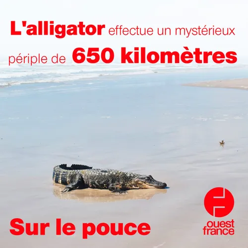 27 mai 2021 - L'alligator effectue un mystérieux périple de 650...