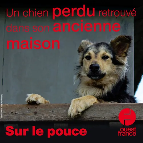 20 juillet 2020 - Un chien perdu, retrouvé dans son ancienne maison