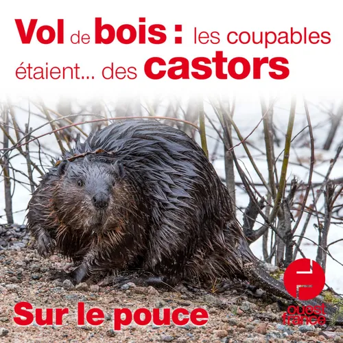 14 mai 2021 - Vol de bois : les coupables étaient...des castors