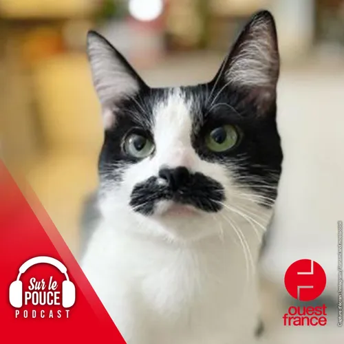 13 janvier 2022 - Le chat qui ressemble à Freddie Mercury
