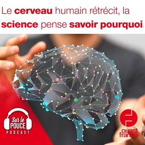 29 novembre 2021 - Le cerveau humain rétrécit, la science pense...