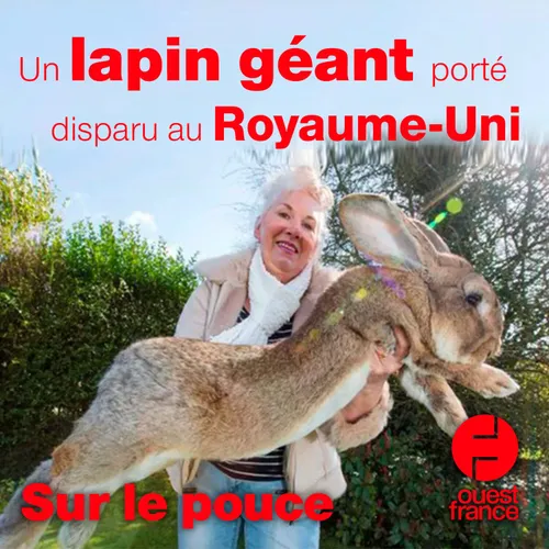 13 avril 2021 - Un lapin géant porté disparu au Royaume-Uni