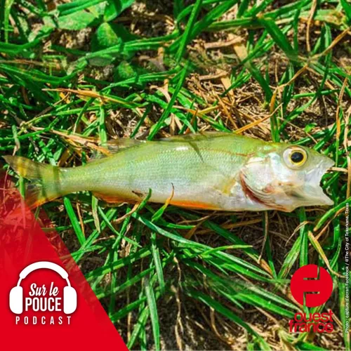 4 janvier 2022 - Dans une ville du Texas, il pleut... des poissons