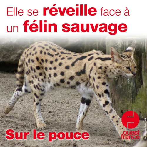 7 juillet 2021 - Elle se réveille face à un félin sauvage