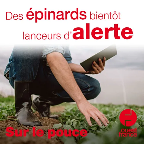 4 février 2021 - Les épinard bientôt lanceurs d'alerte