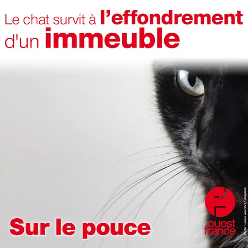 12 juillet 2021 - Le chat survit à l'effondrement d'un immeuble
