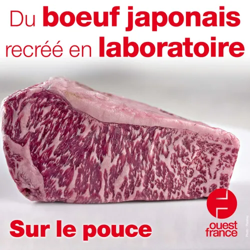 1 septembre 2021 - Du boeuf japonais recréé en laboratoire