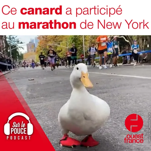 Lundi 15 novembre 2021 - Ce canard a participé au marathon de New York