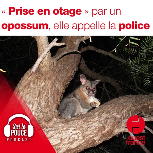 18 décembre 2021 - " Prise en otage " par un opossum, elle appelle...