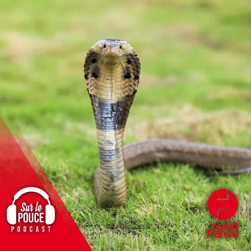 10 novembre 2022 - Un enfant mord un cobra qui l'attaque