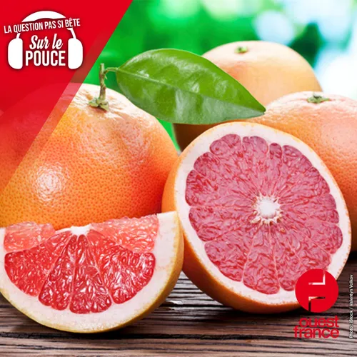 Faut-il vraiment éviter de manger du pamplemousse quand on prend...