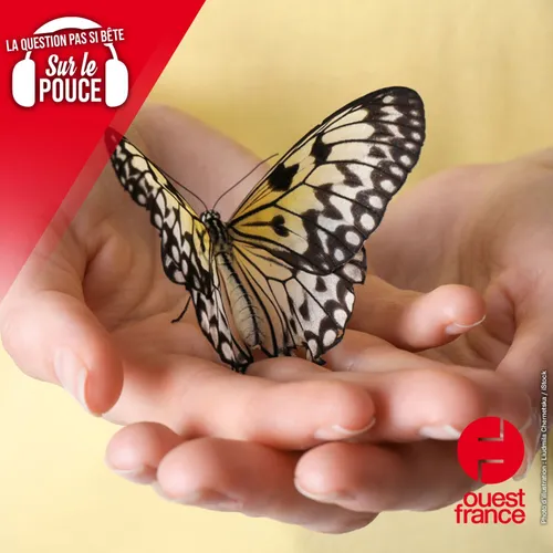 Pourquoi dit-on avoir des papillons dans le ventre ?