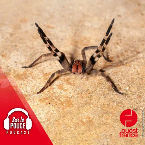 11 août 2023 : En Autriche, un supermarché évacué à cause d'une...