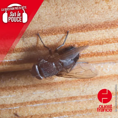 Comment les mouches peuvent-elles marcher au plafond ?