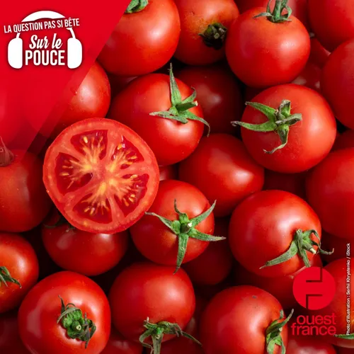 La tomate est-elle un fruit ou un légume ?