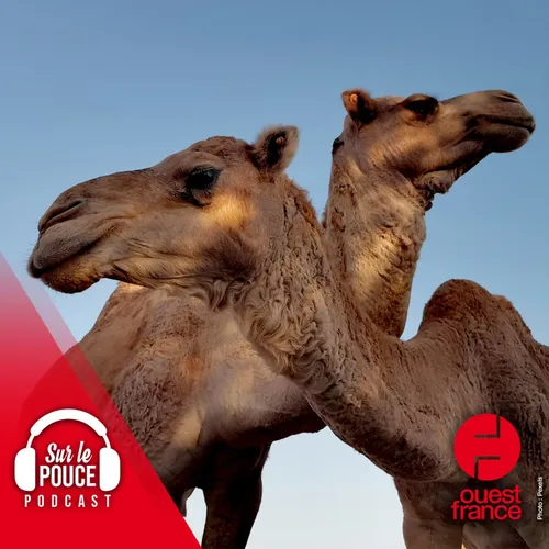 3 mars 2023 - Ils clonent des dromadaires pour gagner des concours