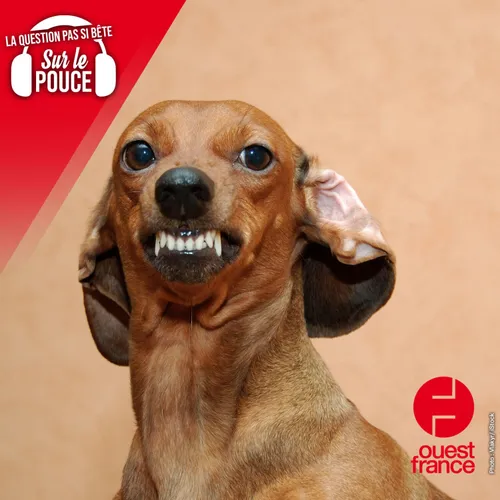 Pourquoi les petits chiens aboient souvent plus que les gros ?