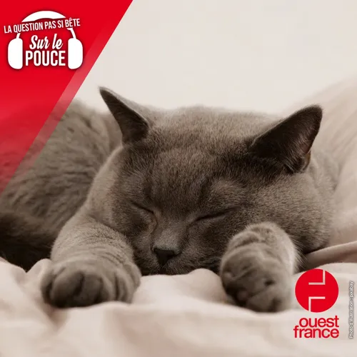 Pourquoi les chats dorment-ils autant ?