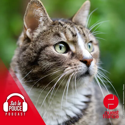 11 mai 2022 - Les voisins se plaignent de son chat, elle obtient...