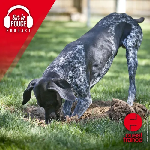 22 septembre 2023 - Leur chien déterre 400 000 € lors d’une...