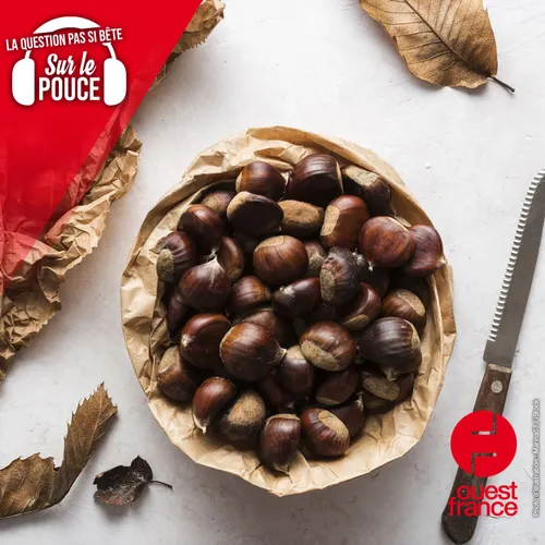 Châtaignes ou marrons, comment ne pas se tromper ?