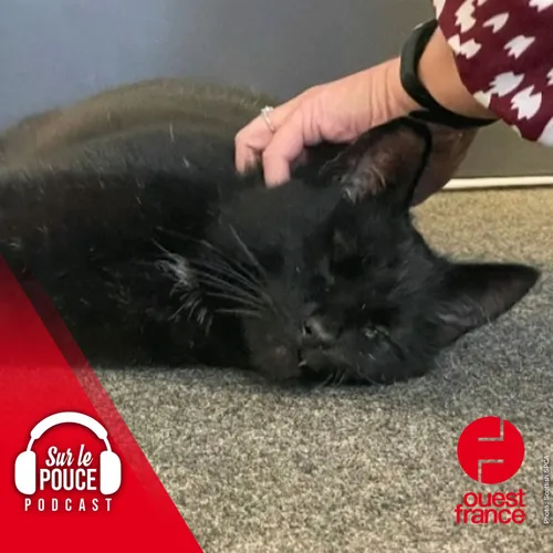 27 avril 2022 - L’incroyable périple d’un chat retrouvé sur une...