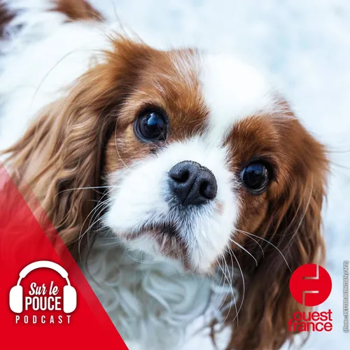 24 février 2022 - La Norvège interdit deux races de chiens