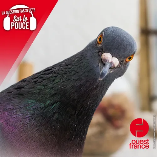 Les pigeons sont-ils vraiment sales ?