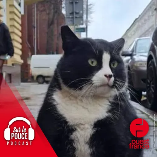 21 février 2023 - Gacek le chat polonais star du net