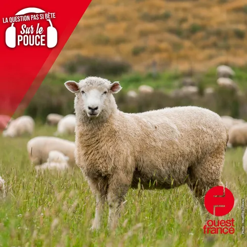 Est-ce que compter les moutons pour s'endormir, ça fonctionne...