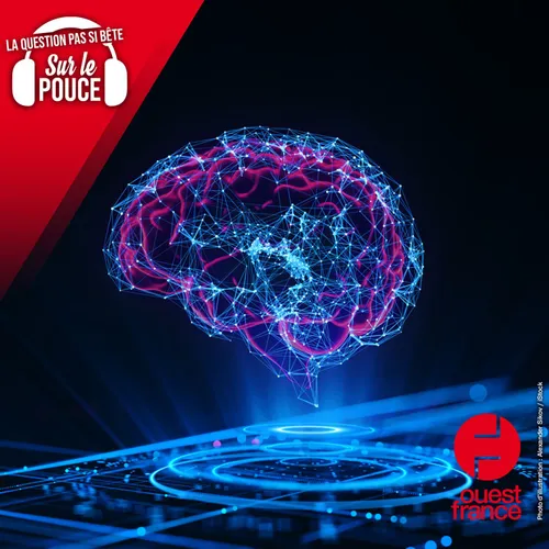 Utilisons-nous vraiment seulement 10% de notre cerveau ?