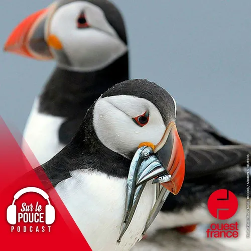 29 septembre 2022 - Pourquoi les Islandais jettent les poussins...