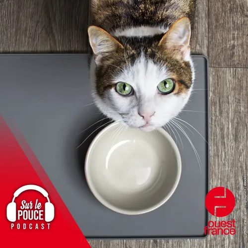 19 mai 2022 - 1200 € d'amende pour avoir nourri le chat de la voisine