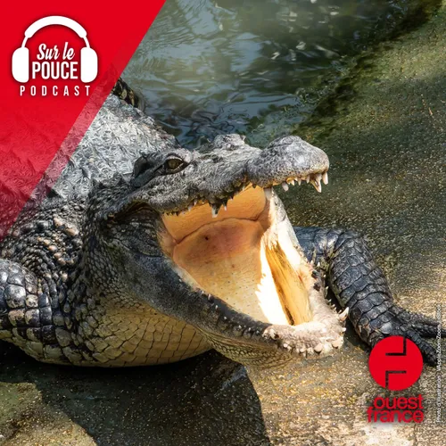 29 septembre 2023 : Il voulait voir le match avec son alligator, la...