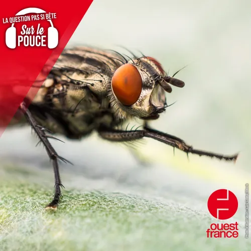 Pourquoi les mouches se frottent-elles les pattes ?