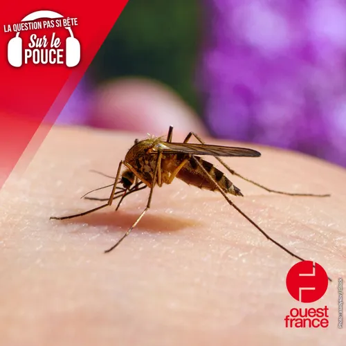 Pourquoi les piqûres de moustiques donnent-elles envie de se gratter ?