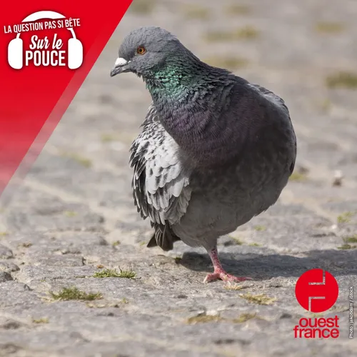 Pourquoi autant de pigeons n'ont qu'une seule patte ?