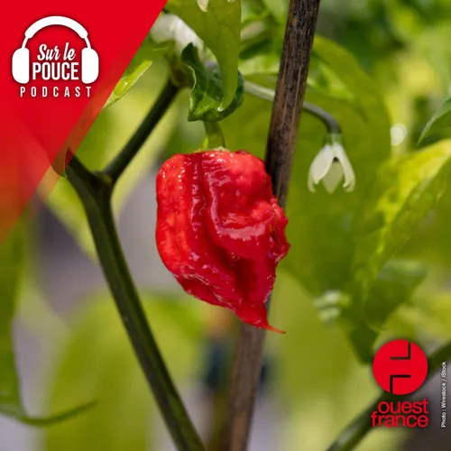2 octobre 2023 - Oseriez-vous goûter le piment le plus fort au monde ?