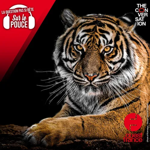 Pourquoi les tigres sont-ils rayés ?