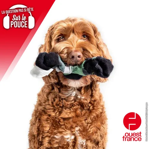 Pourquoi votre chien mange-t-il vos chaussettes ?