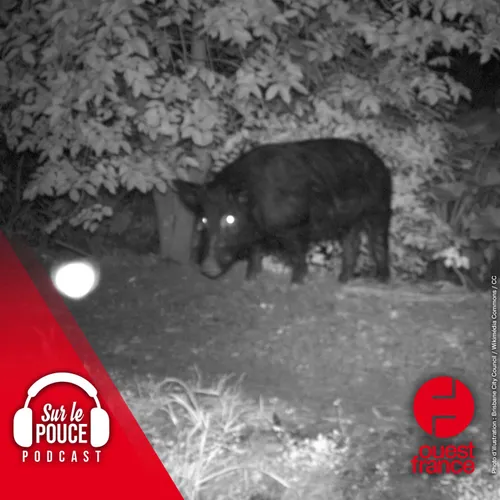 27 septembre 2022 - Des cochons sauvages sèment le chaos en...
